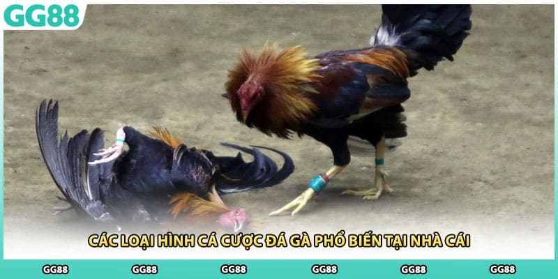 Các loại hình cá cược đá gà phổ biến tại nhà cái