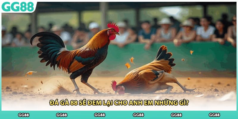 Đá gà 88 sẽ đem lại cho anh em những gì?