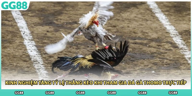 Kinh nghiệm tăng tỷ lệ thắng kèo khi tham gia đá gà thomo trực tiếp