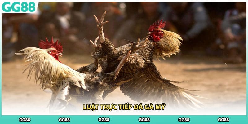 Luật trực tiếp đá gà Mỹ