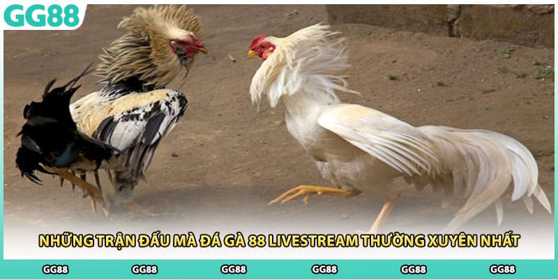 Những trận đấu mà đá gà 88 livestream thường xuyên nhất