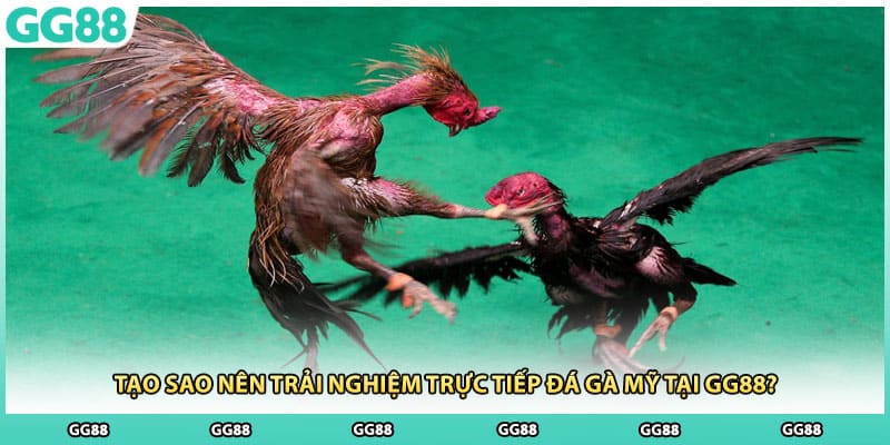 Tạo sao nên trải nghiệm trực tiếp đá gà Mỹ tại GG88?