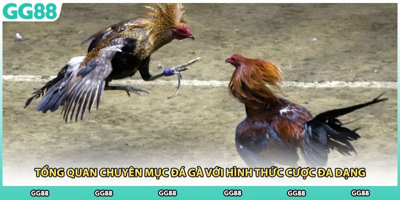 Tổng quan chuyên mục đá gà với hình thức cược đa dạng