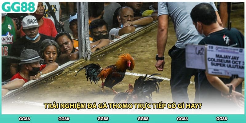 Trải nghiệm đá gà thomo trực tiếp có gì hay?