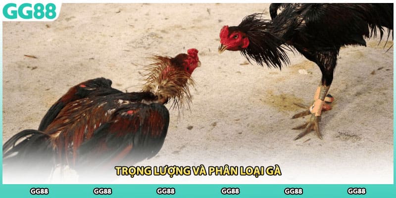 Trọng lượng và phân loại gà