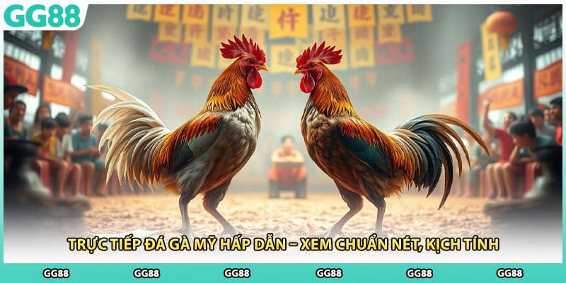 Trực Tiếp Đá Gà Mỹ Hấp Dẫn – Xem Chuẩn Nét, Kịch Tính